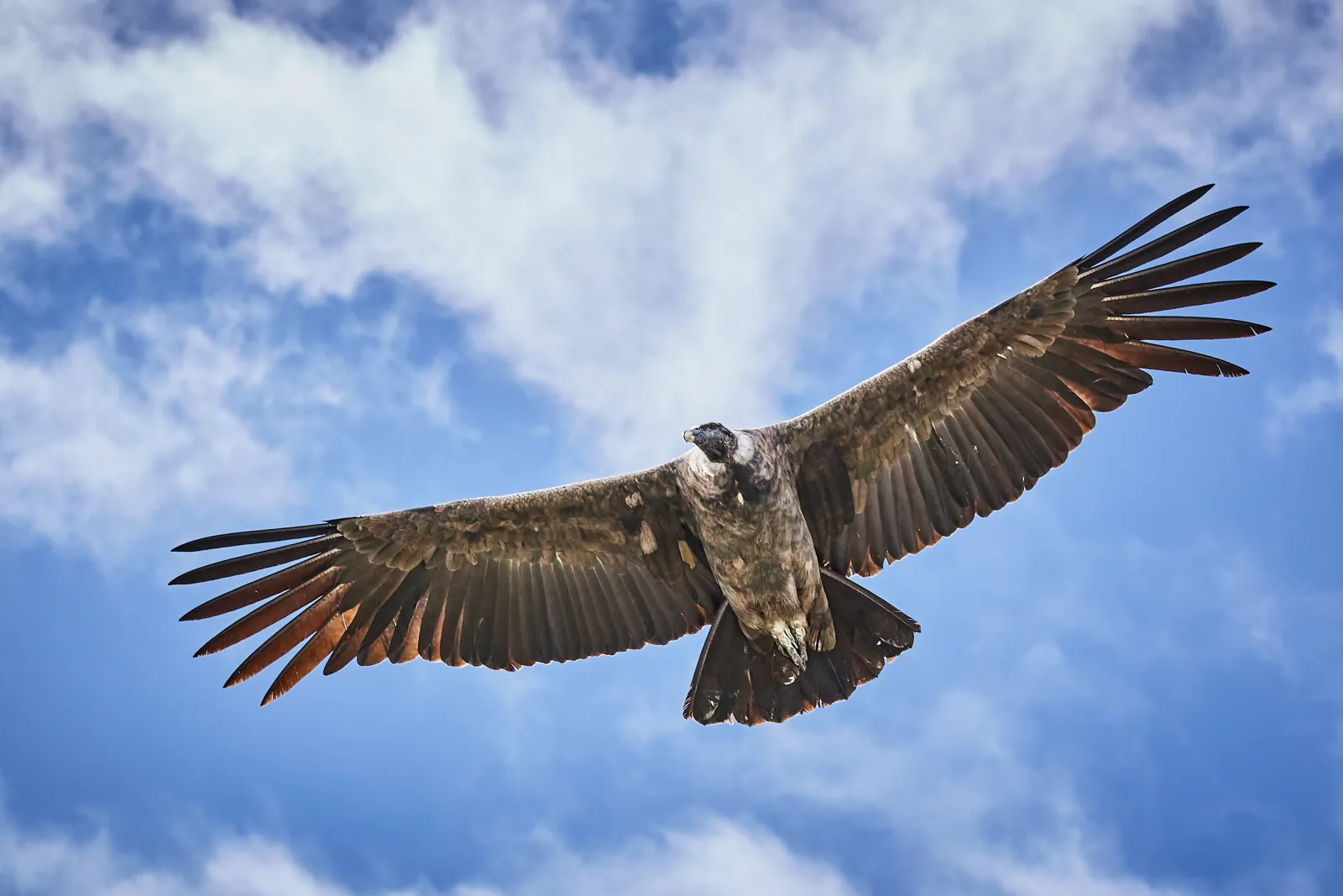 Cóndor andino en vuelo, el ave que lleva nuestro emblema
